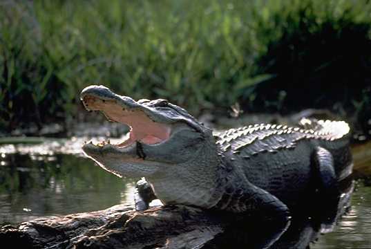 alligator3.jpg