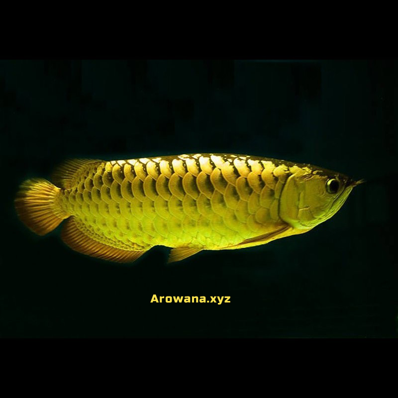 arowana-fish-aquarium.jpg