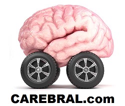 braincarNP.jpg