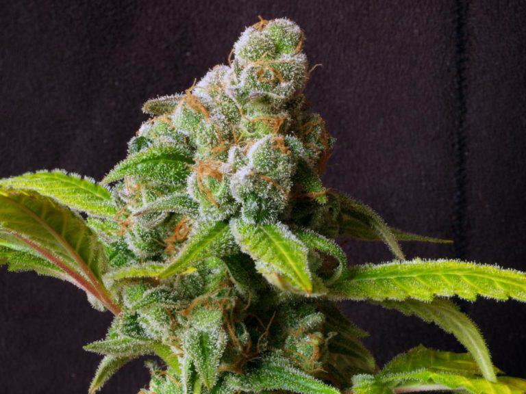 Cannabis-bud-(420gangsta.ca).jpg