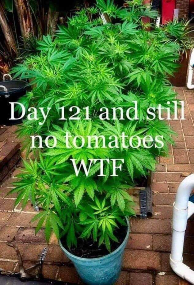 Cannabis-humor-(420gangsta.ca).jpg