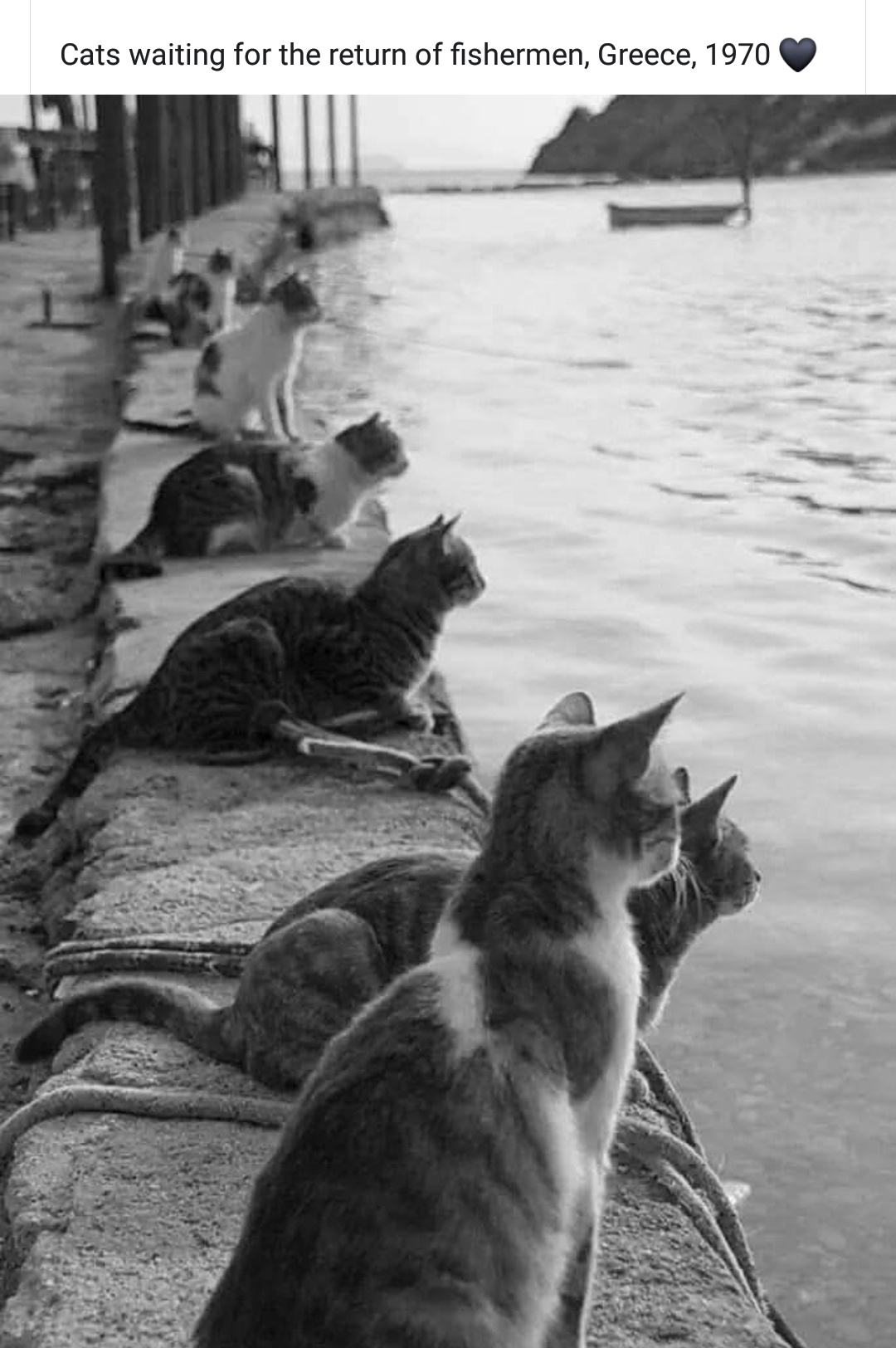 Cats_docks_(420Gangsta.ca).jpg
