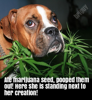 dog-marijuana-plant-NamePros-(briguy, 420Gangsta.ca).png