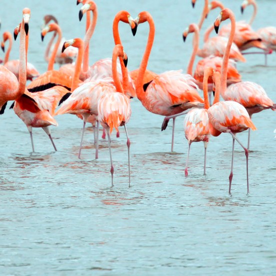 group-of-flamingoes.jpg