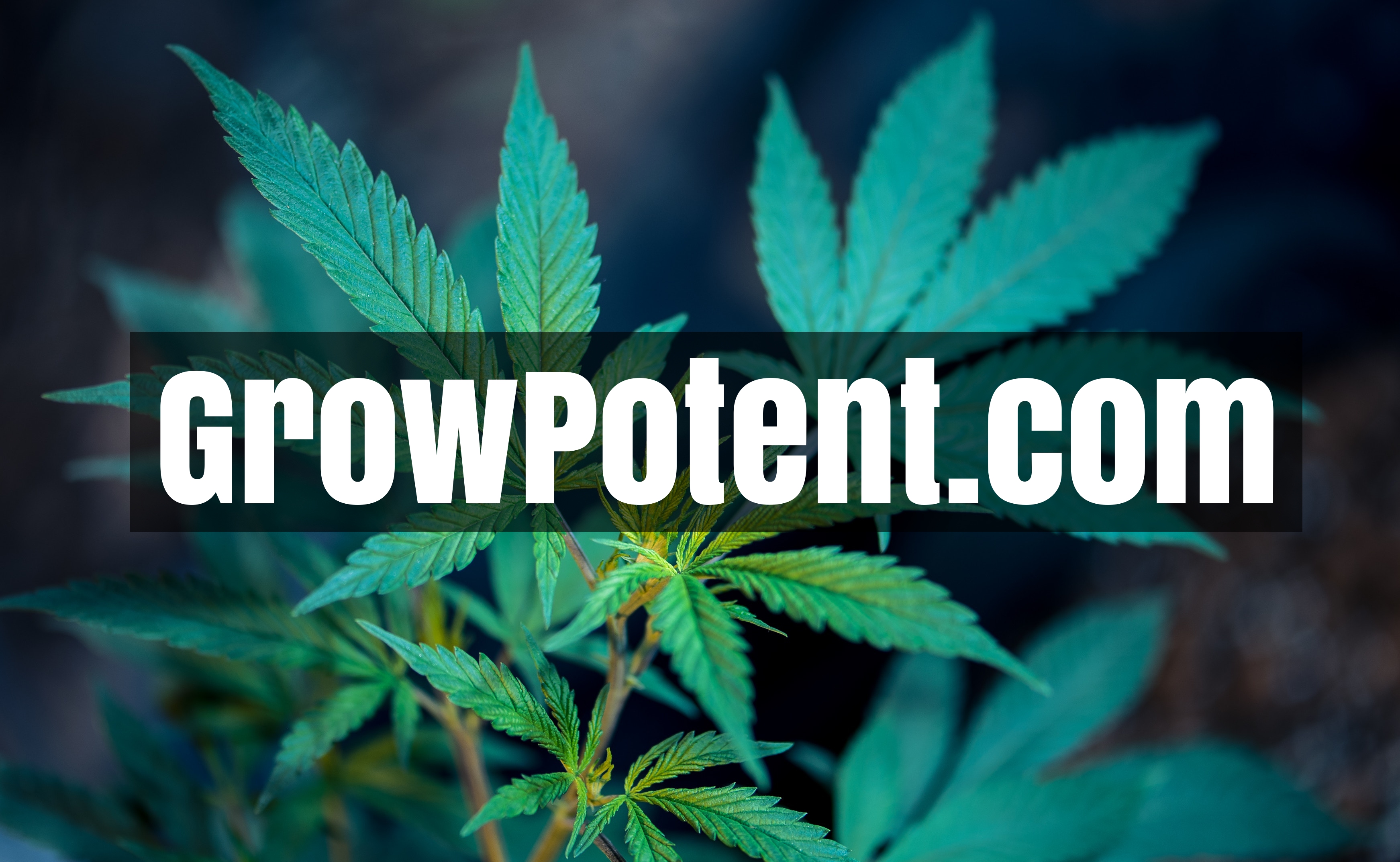 Grow Potent logo.jpg