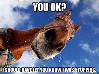 Horse-humor-myway2fortune.info).jpg