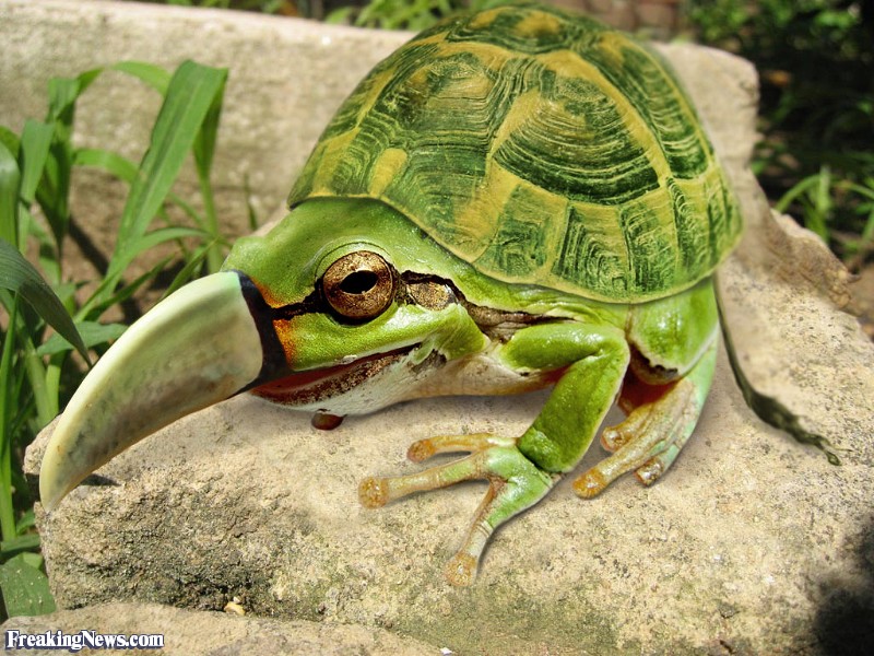 Hybrid-Frog-Puffine-Turtle--35955.jpg
