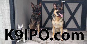 k9ipo.png