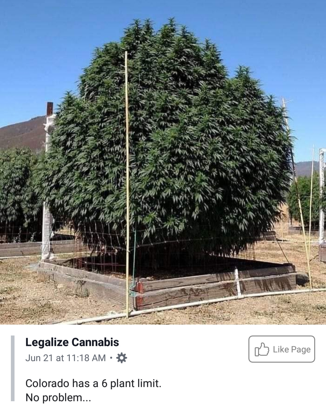 Legalize-cannabis-(420gangsta.ca).jpg