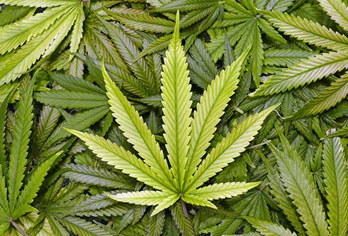 Marijuana-Plant.jpg