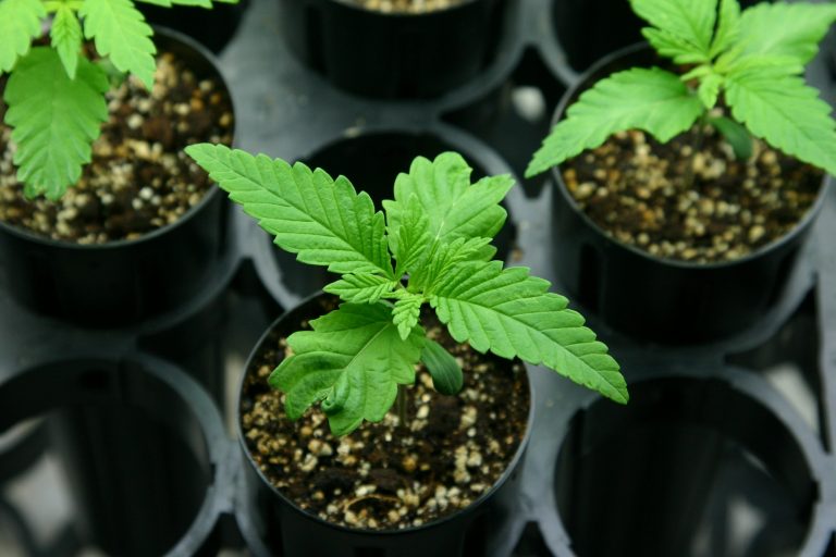 Marijuana-Seedlings-768x512.jpg