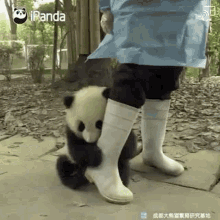 panda-cute.gif