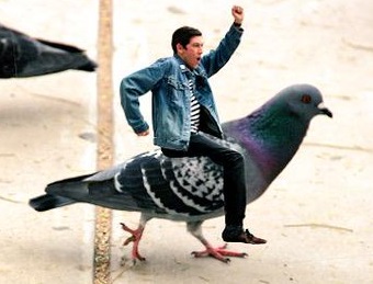 pigeonriderNP.jpg