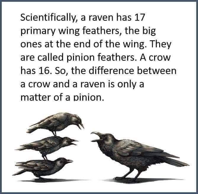 Raven-Crow-(420Gangsta.ca).jpg
