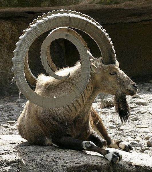 Spiral Horned Goat.jpg
