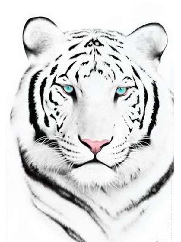 tattoo scetch tiger color.jpg