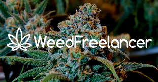 weed-freelancer.png