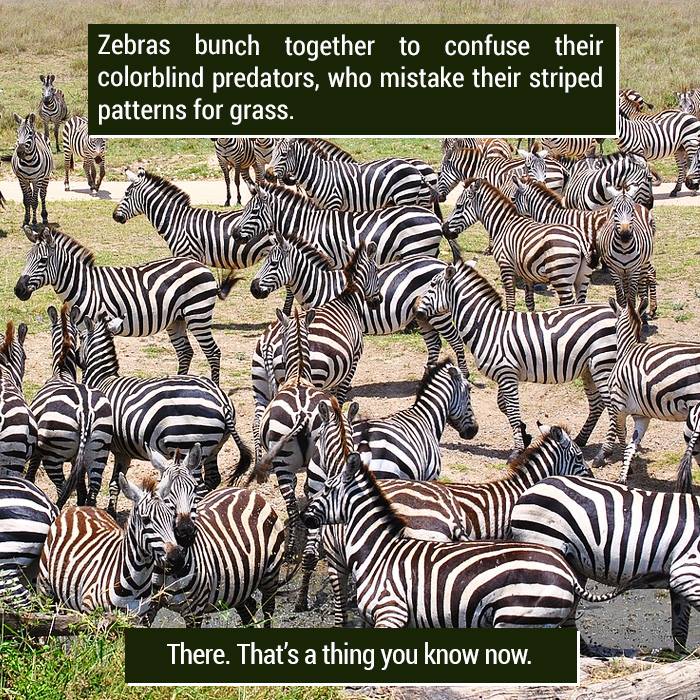 zebras-(420Gangsta.ca).jpg